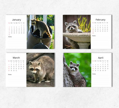 Raccoon Desk Calendar 2027-2028