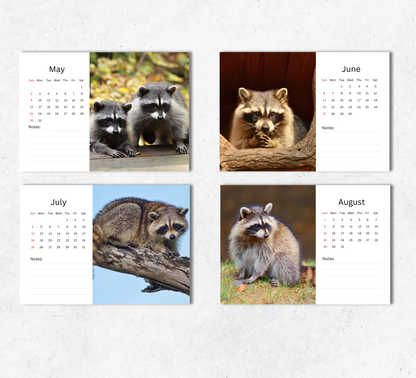Raccoon Desk Calendar 2027-2028