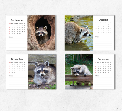 Raccoon Desk Calendar 2027-2028
