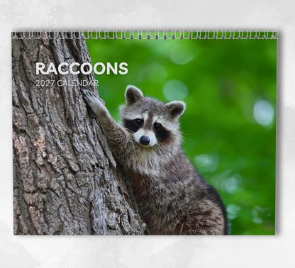 Raccoon Calendar 2027