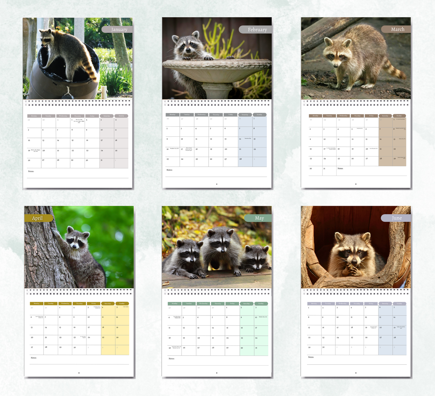Raccoon Calendar 2027
