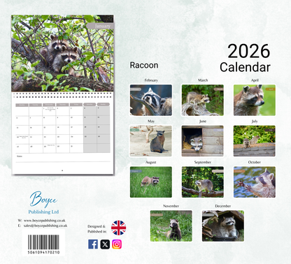 Racoon Calendar 2026
