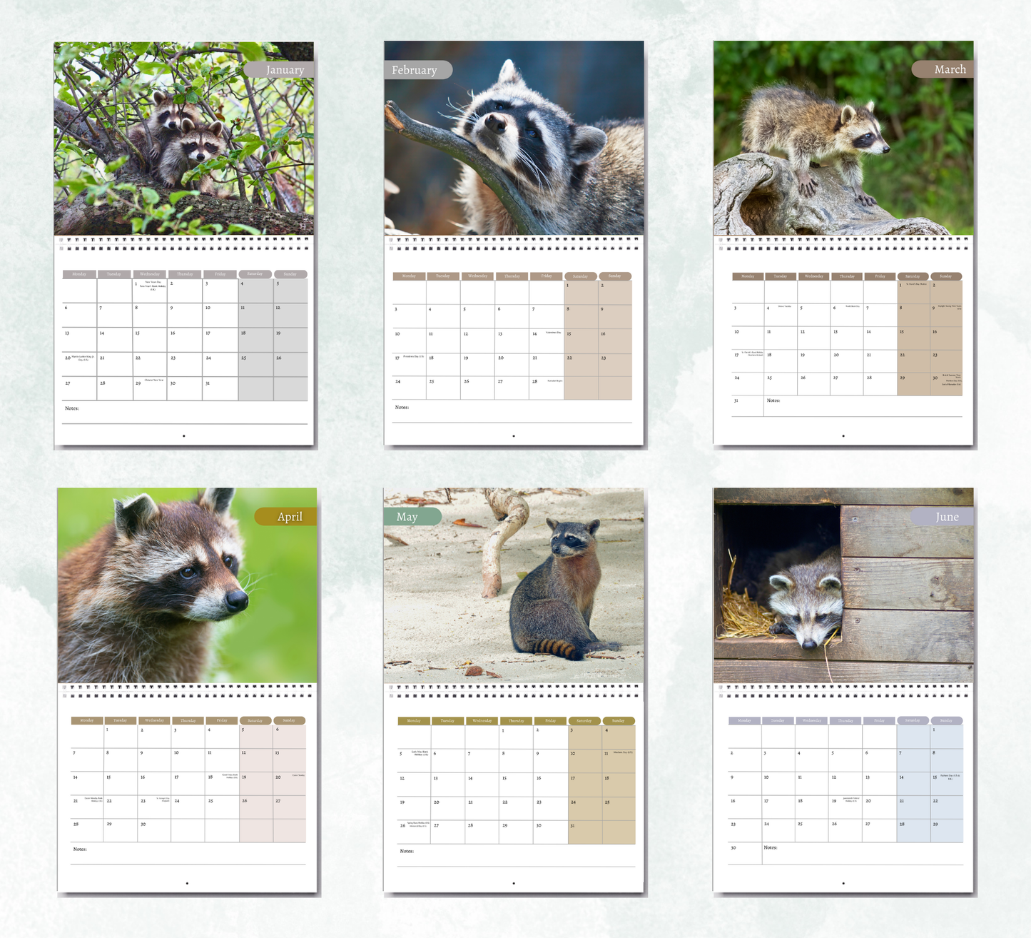 Racoon Calendar 2026