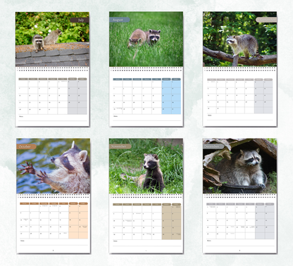 Racoon Calendar 2026