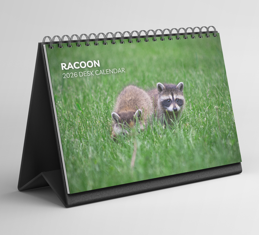 Racoon Desk Calendar 2026-2027