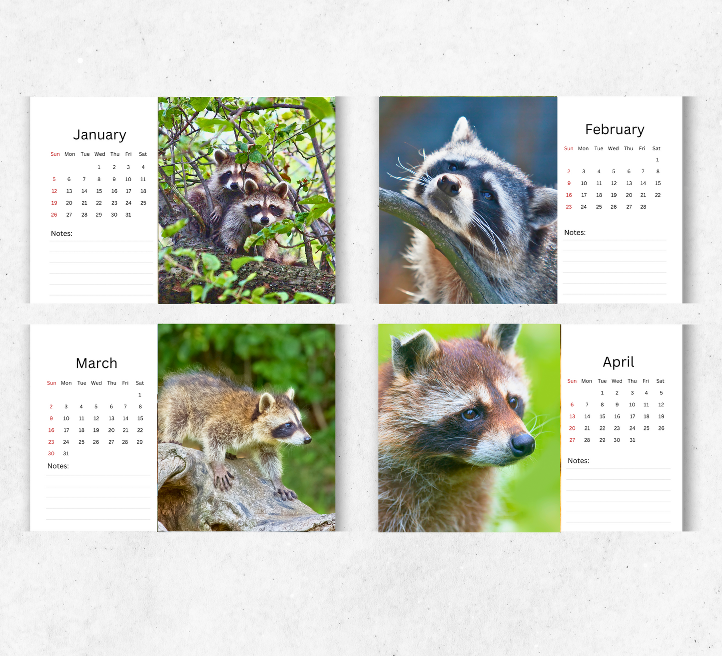 Racoon Desk Calendar 2026-2027