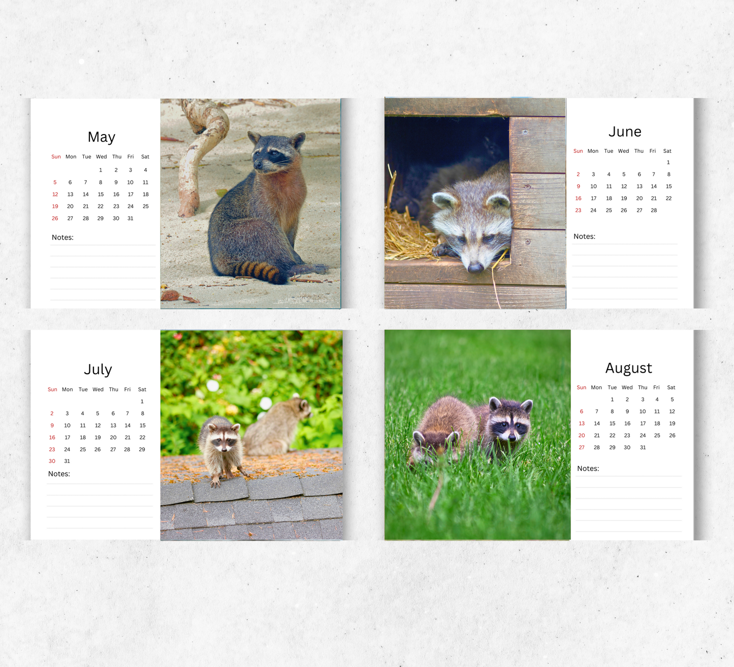 Racoon Desk Calendar 2026-2027