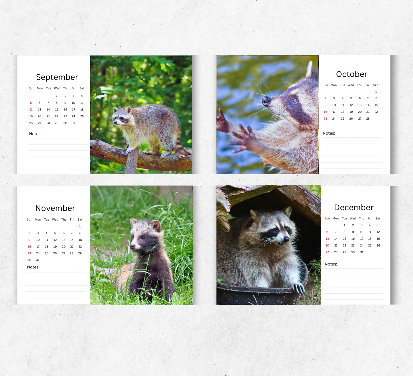 Racoon Desk Calendar 2026-2027