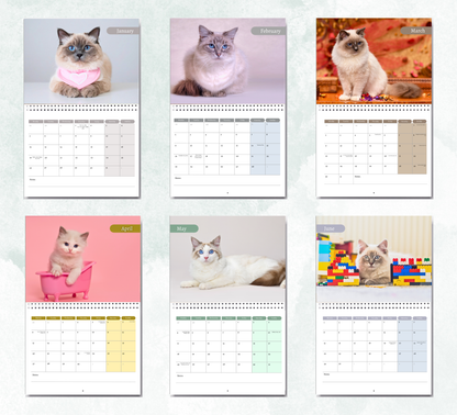 Ragdoll Cat Calendar 2027