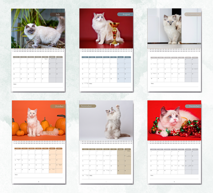 Ragdoll Cat Calendar 2027