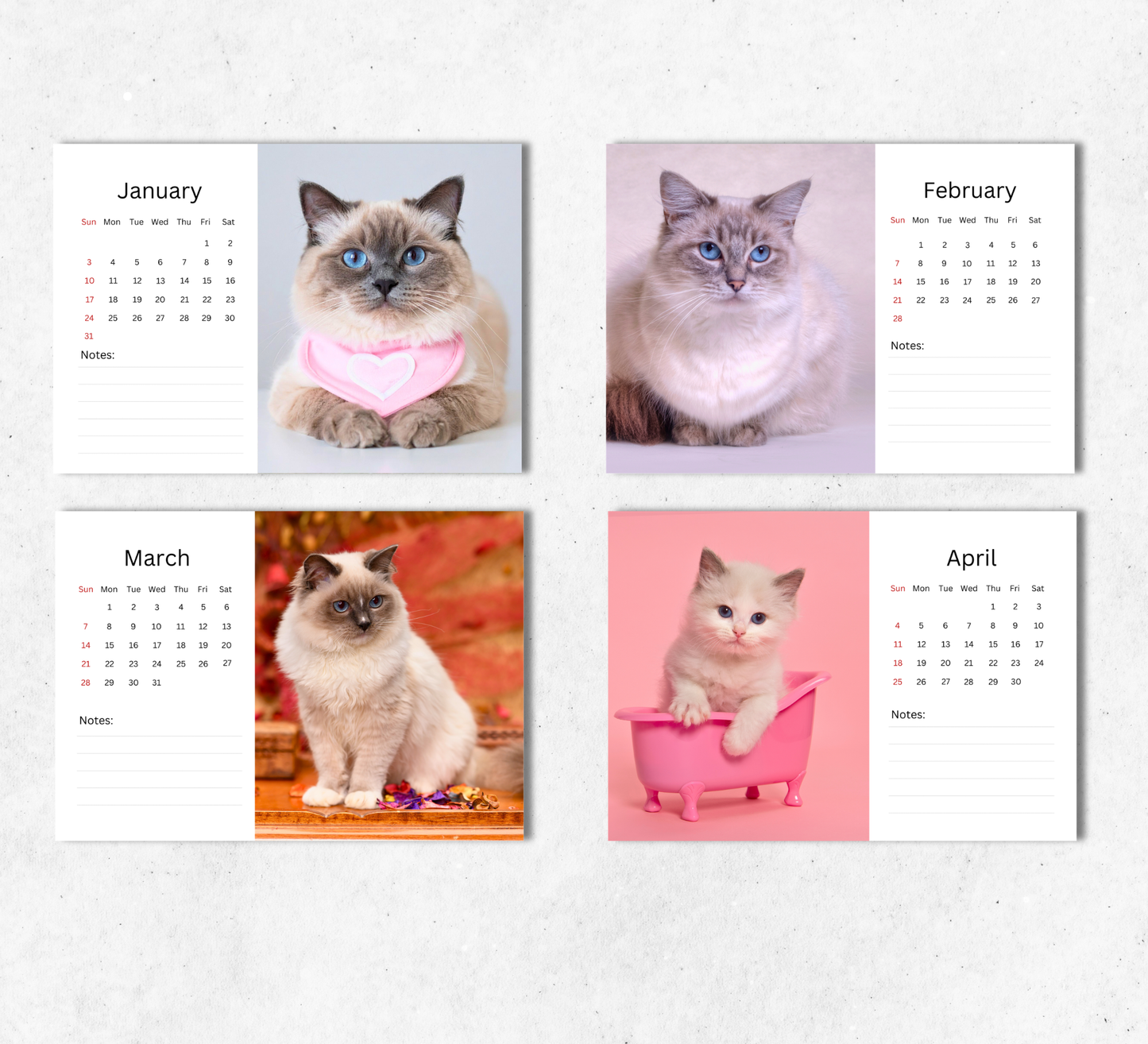 Ragdoll Cat Desk Calendar 2027-2028