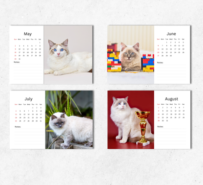Ragdoll Cat Desk Calendar 2027-2028