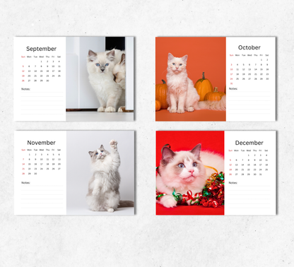 Ragdoll Cat Desk Calendar 2027-2028