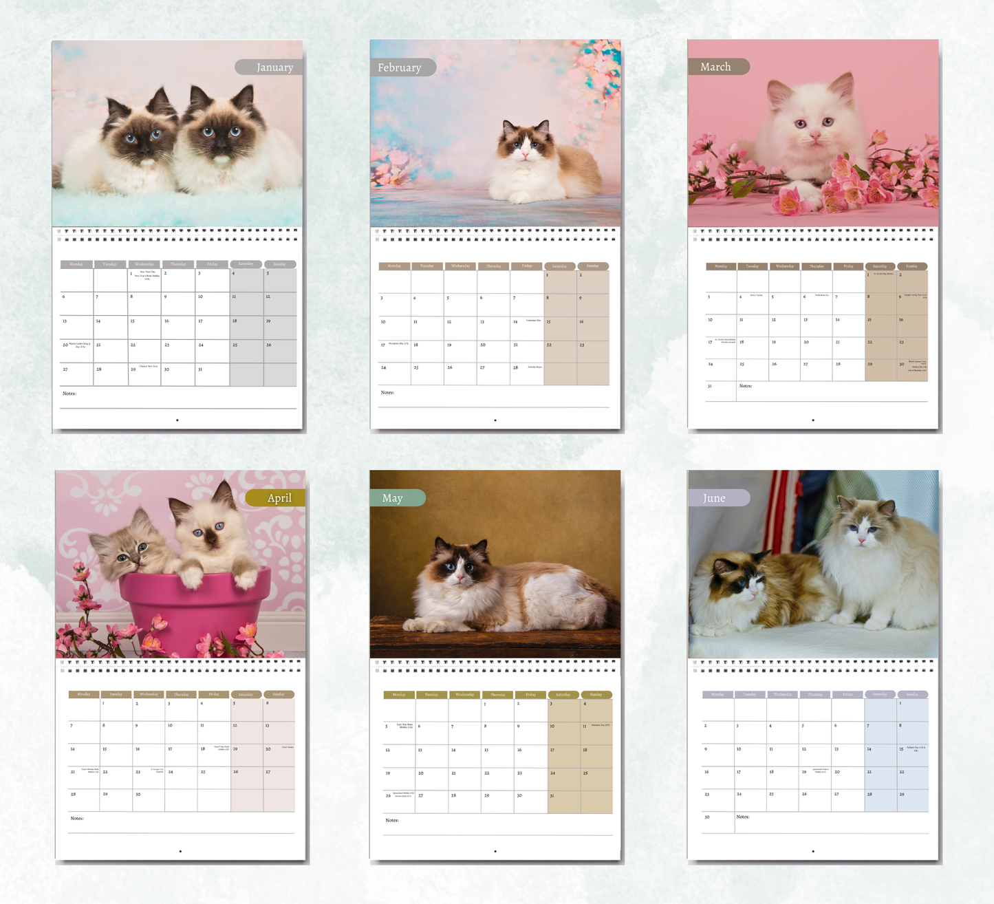 Ragdoll Cat Calendar 2026