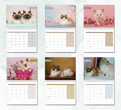 Ragdoll Cat Calendar 2026