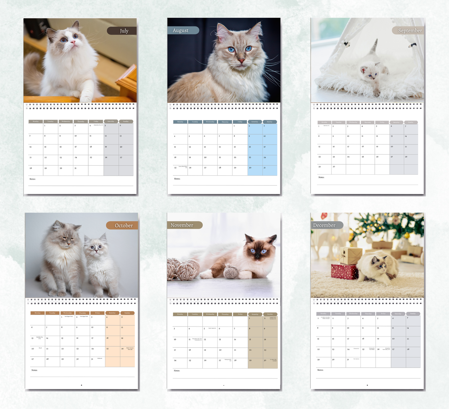 Ragdoll Cat Calendar 2026