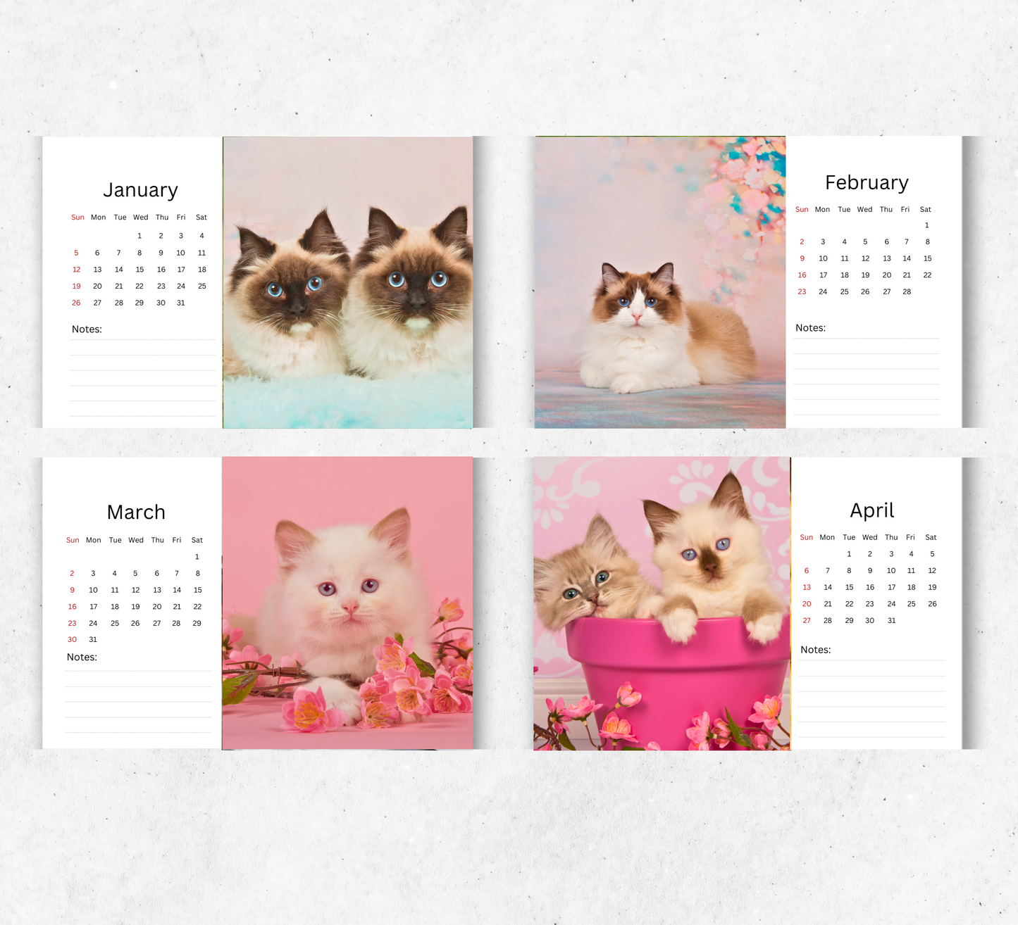 Ragdoll Cat Desk Calendar 2026-2027