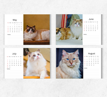 Ragdoll Cat Desk Calendar 2026-2027