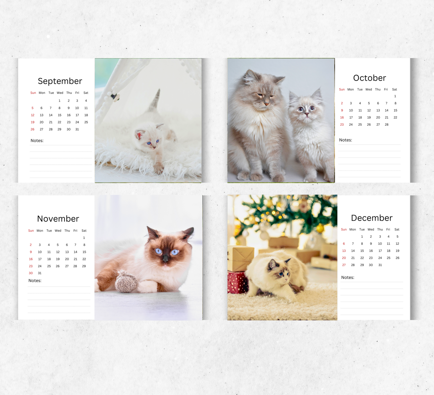 Ragdoll Cat Desk Calendar 2026-2027