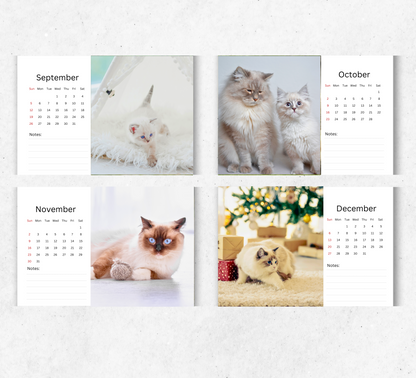 Ragdoll Cat Desk Calendar 2026-2027
