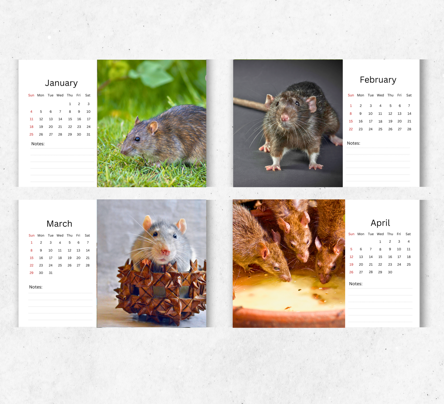 Rat Desk Calendar 2026-2027