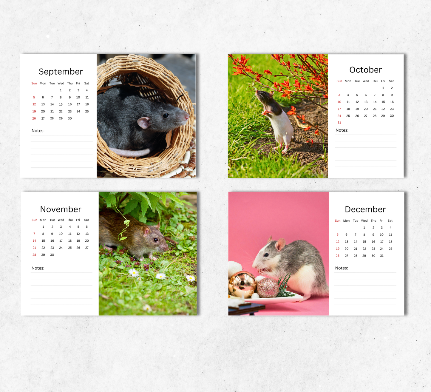 Rat Desk Calendar 2027-2028