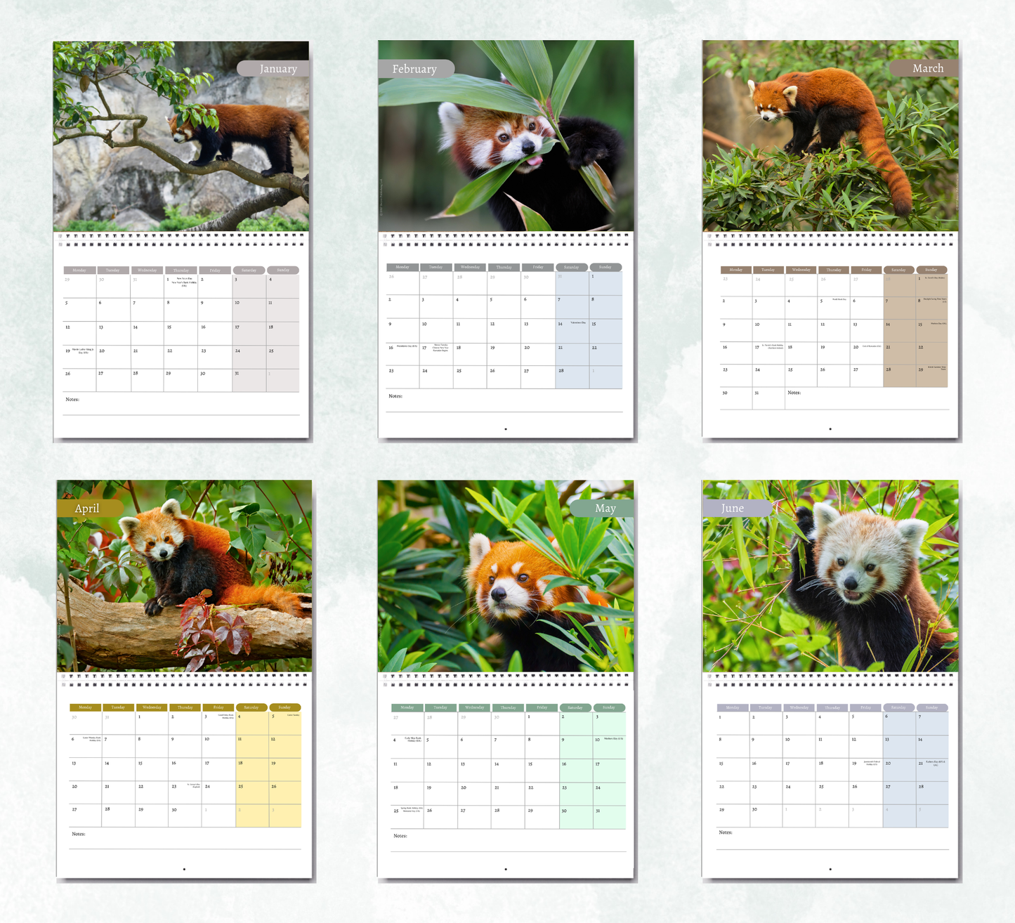 Red Panda Calendar 2027