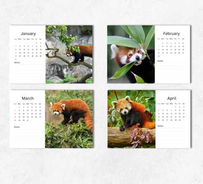 Red Panda Desk Calendar 2027-2028