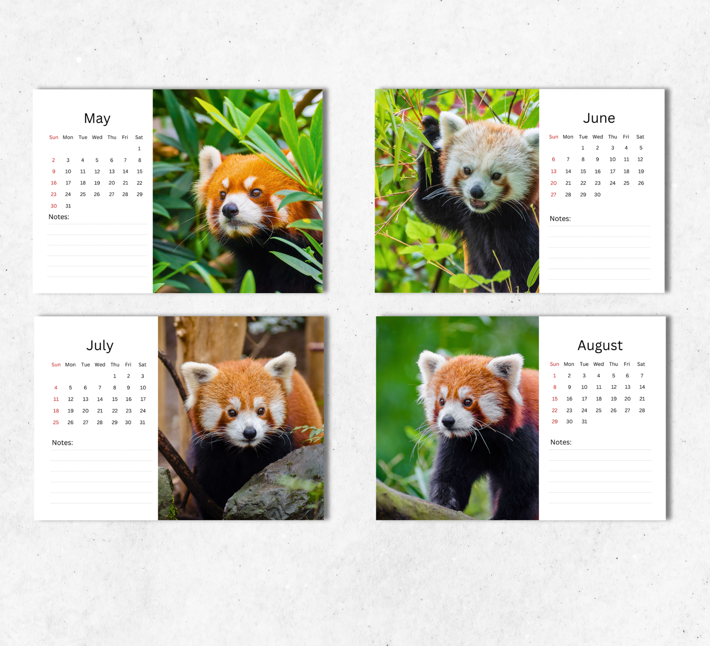 Red Panda Desk Calendar 2027-2028