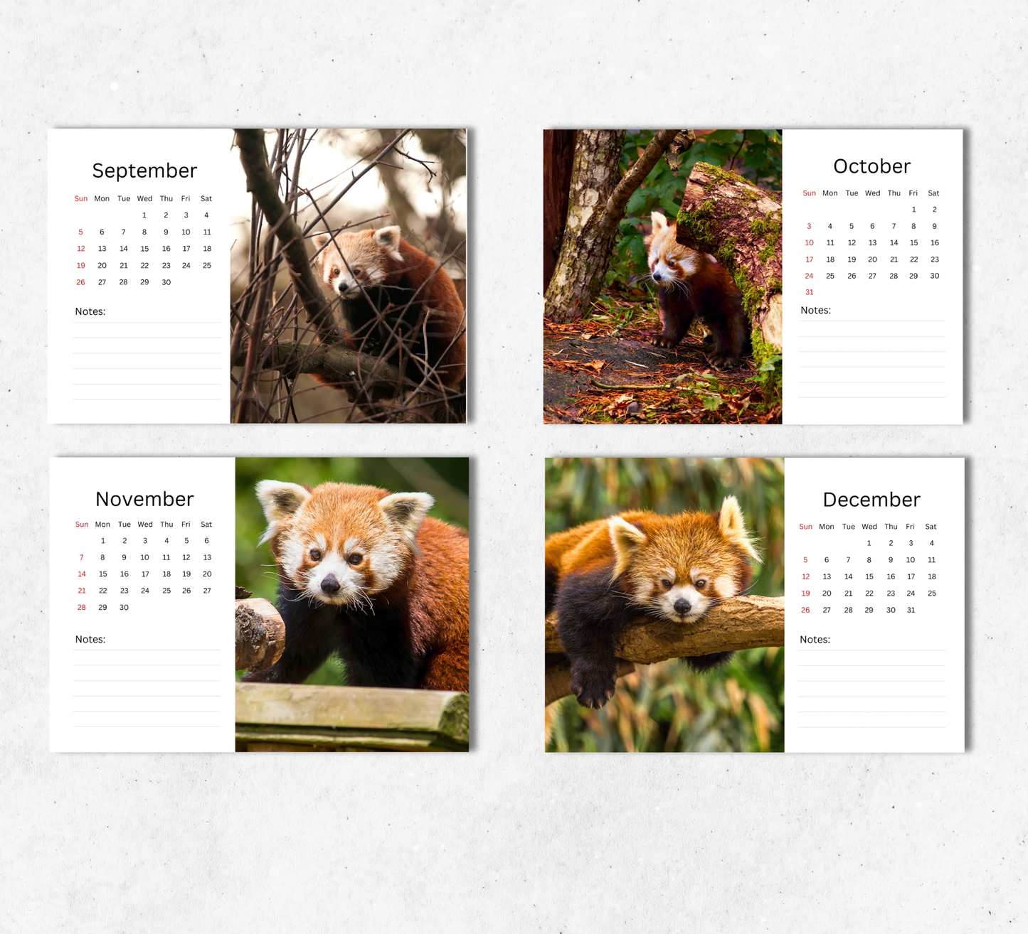 Red Panda Desk Calendar 2027-2028