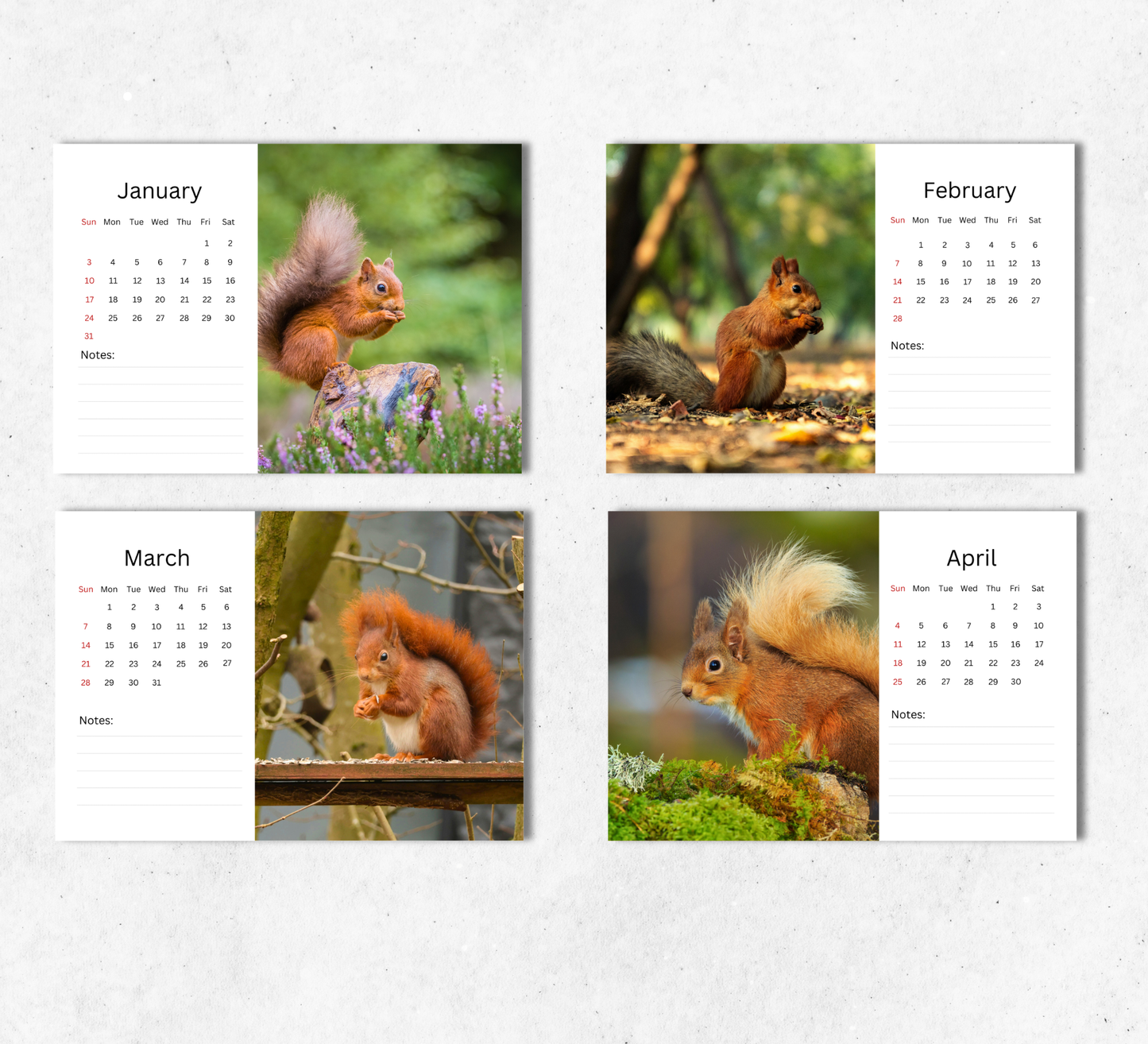 Red Squirrel Desk Calendar 2027-2028