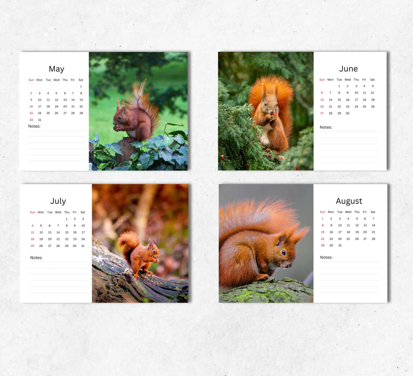 Red Squirrel Desk Calendar 2027-2028