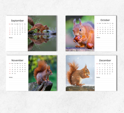 Red Squirrel Desk Calendar 2027-2028