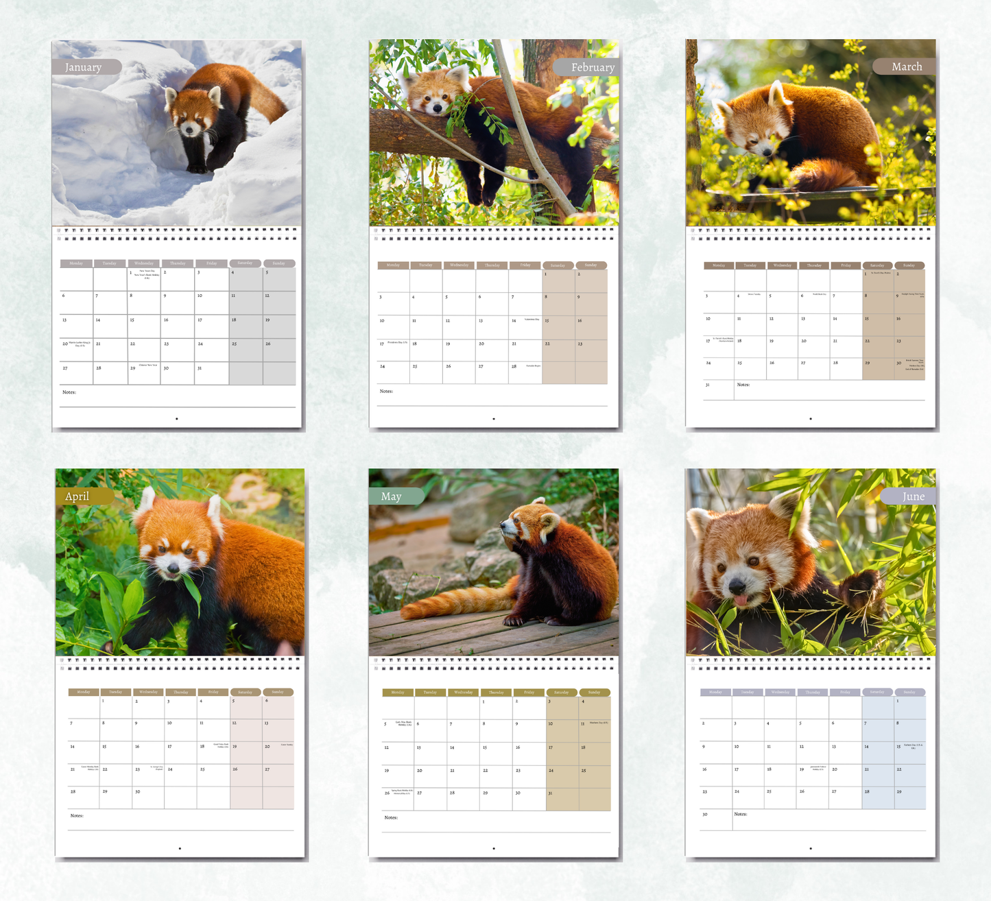 Red Panda Calendar 2026