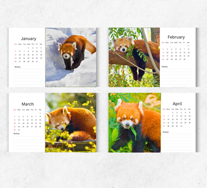 Red Panda Desk Calendar 2026-2027