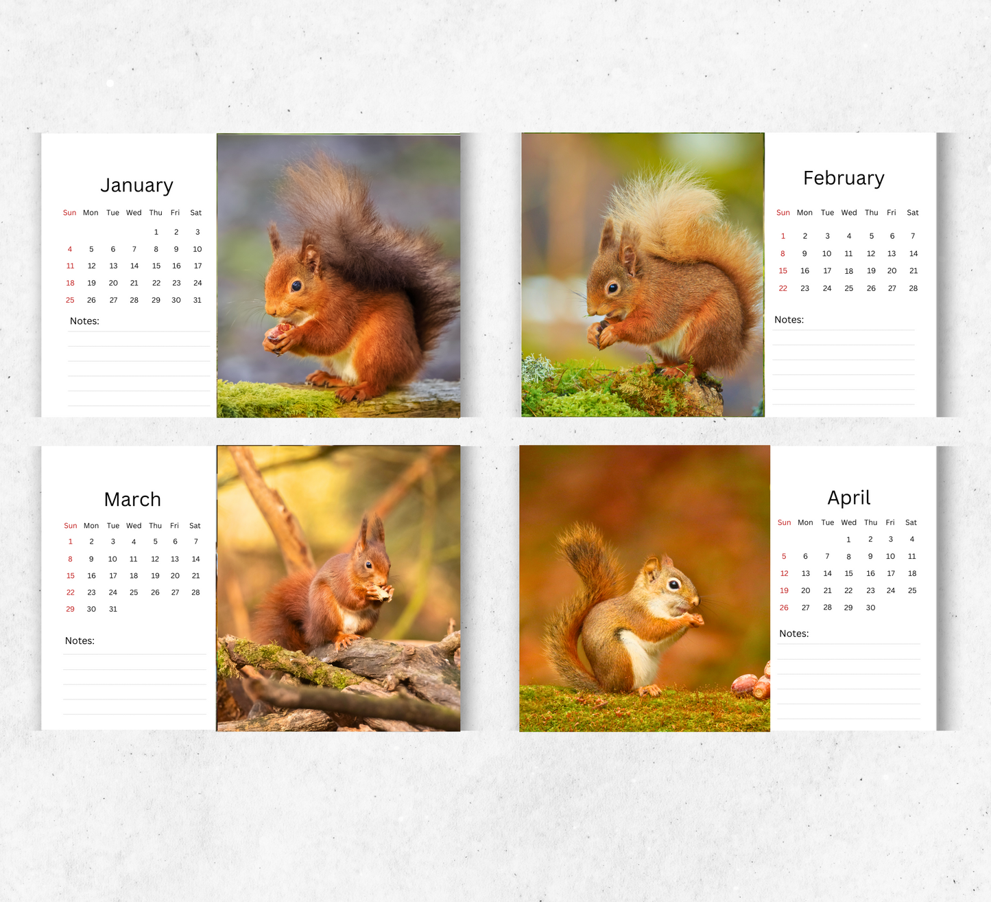 Red Squirrel Desk Calendar 2026-2027
