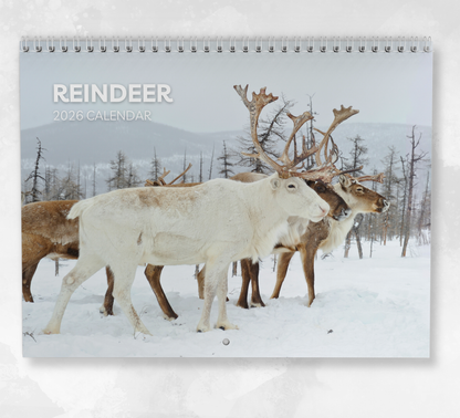 Reindeer Calendar 2026