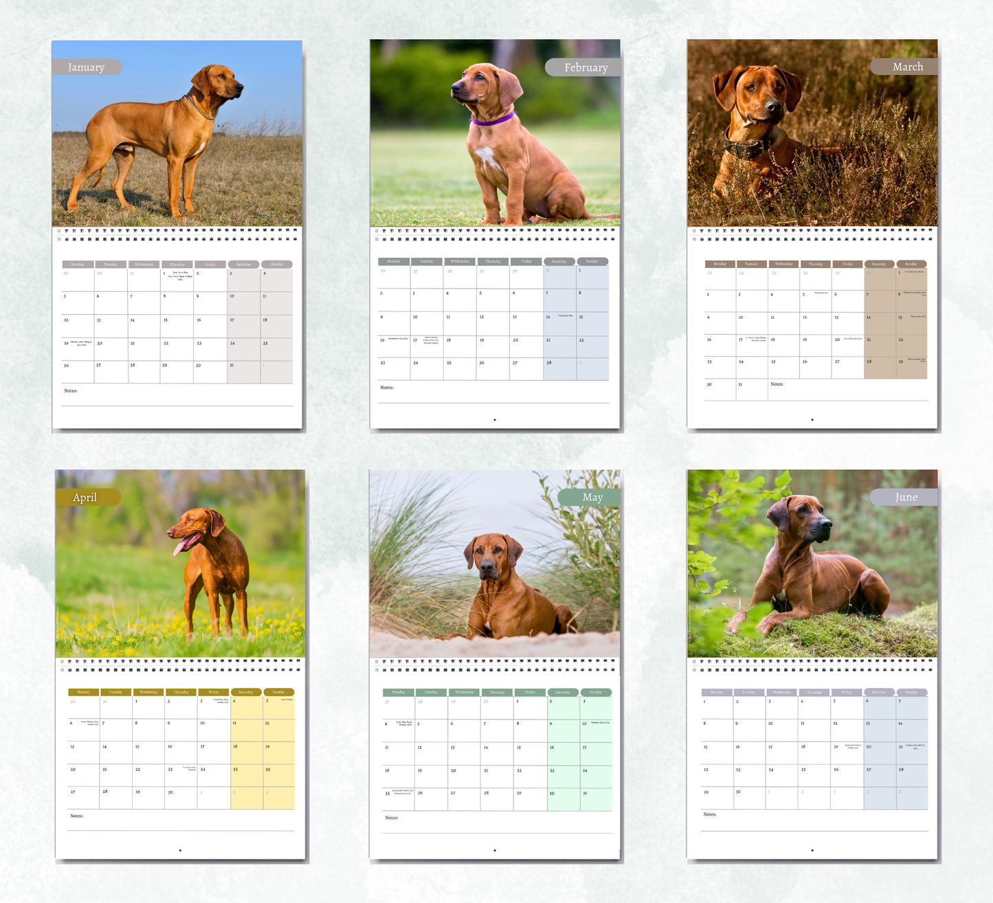 Rhodesian Ridgeback Calendar 2027