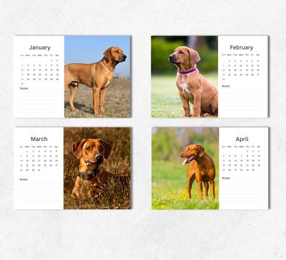Rhodesian Ridgeback Desk Calendar 2027-2028