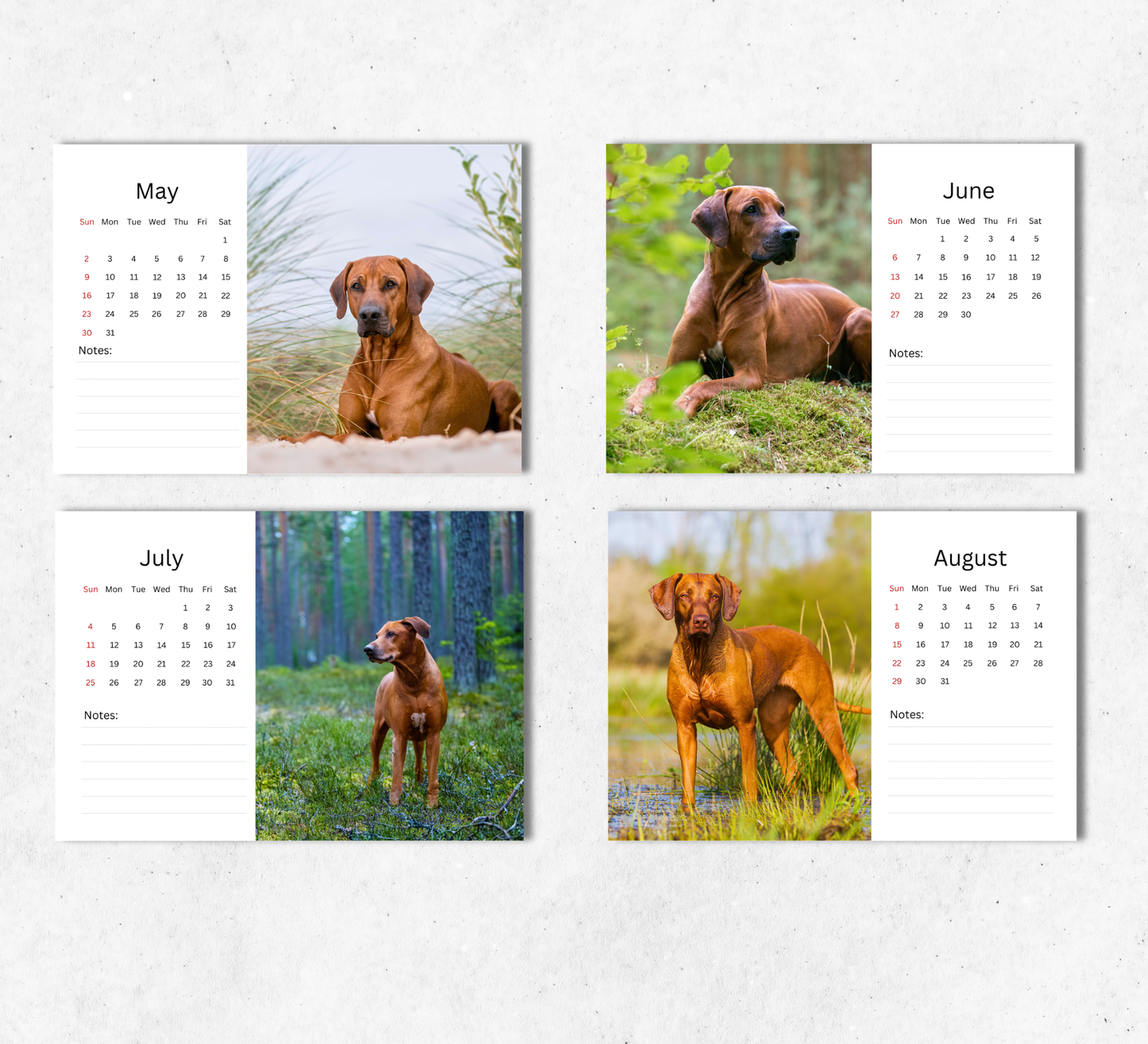 Rhodesian Ridgeback Desk Calendar 2027-2028