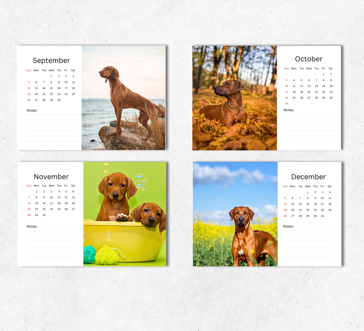 Rhodesian Ridgeback Desk Calendar 2027-2028
