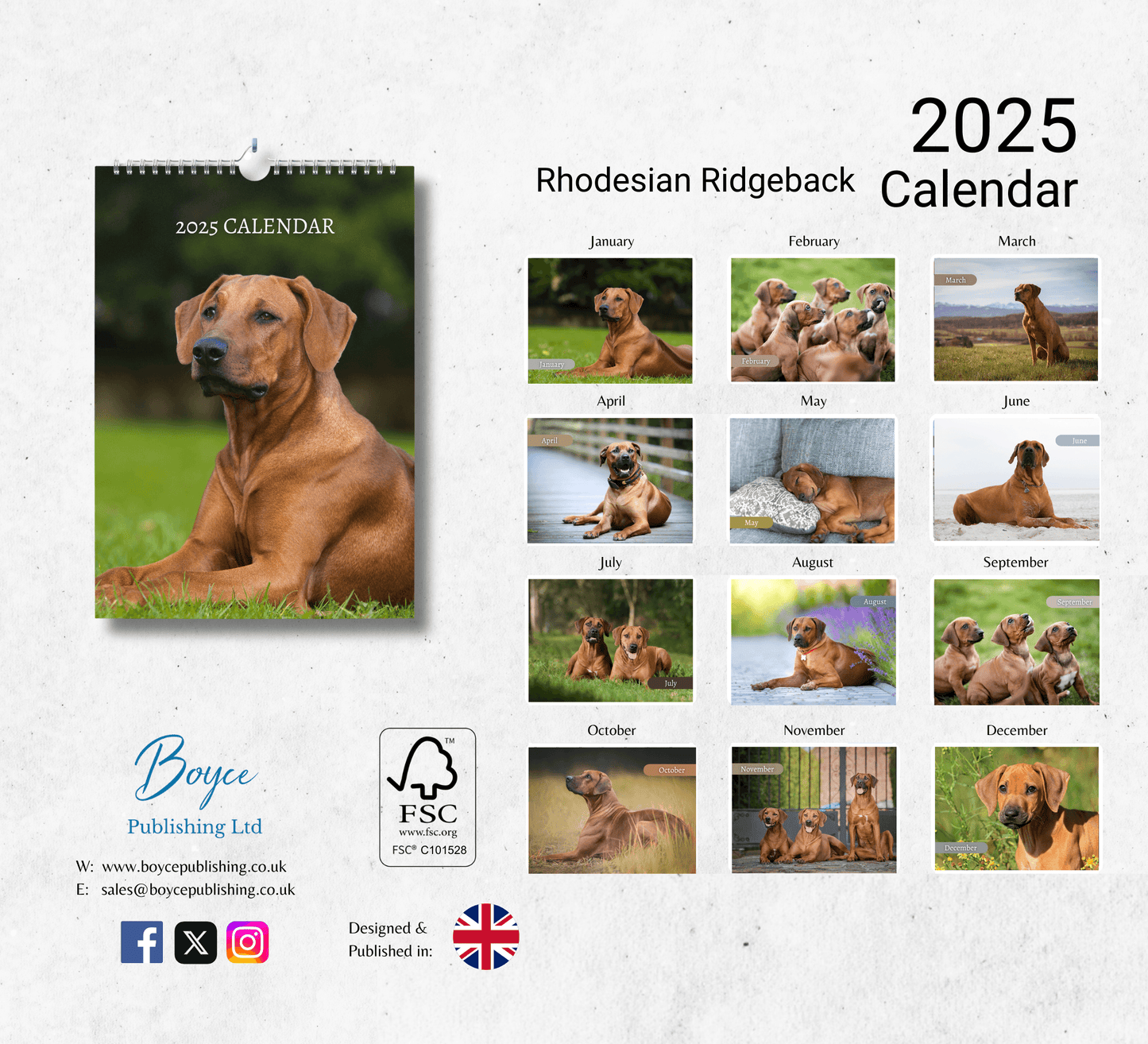 Rhodesian Ridgeback Calendar 2025