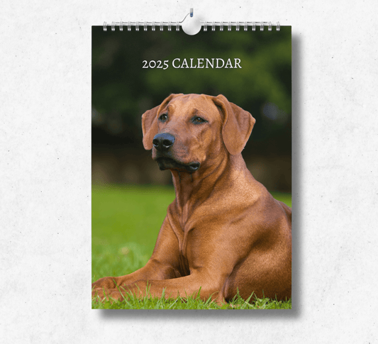 2025 Rhodesian Ridgeback calendar featuring a ridgeback laying down on a field of grass.