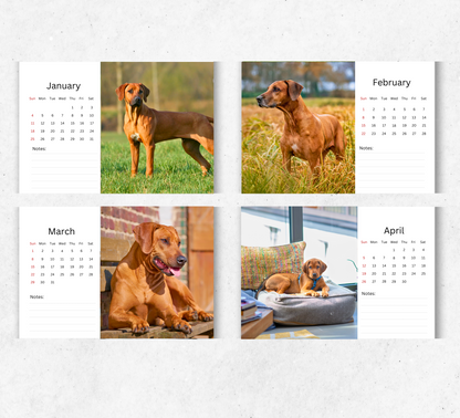 Rhodesian Ridgeback Desk Calendar 2026-2027