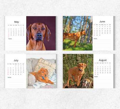 Rhodesian Ridgeback Desk Calendar 2026-2027