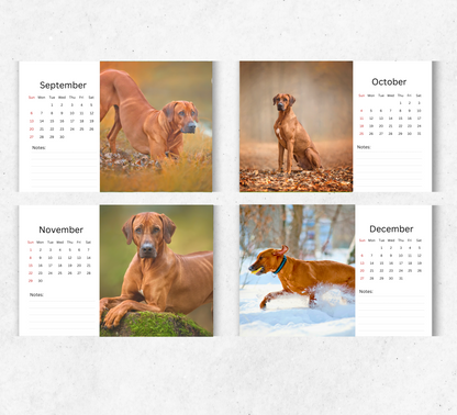 Rhodesian Ridgeback Desk Calendar 2026-2027