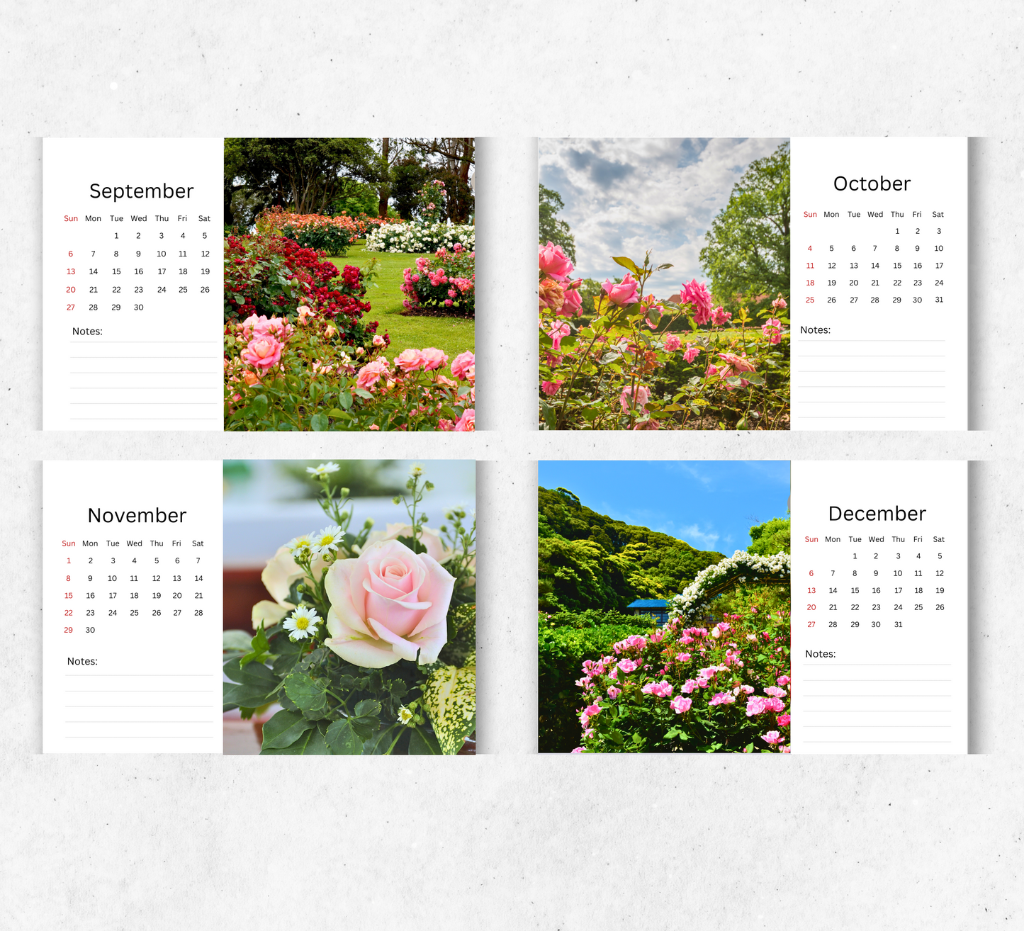 Roses Desk Calendar 2026-2027