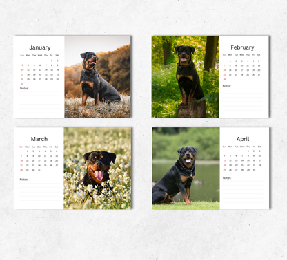 Rottweiler Desk Calendar 2027-2028