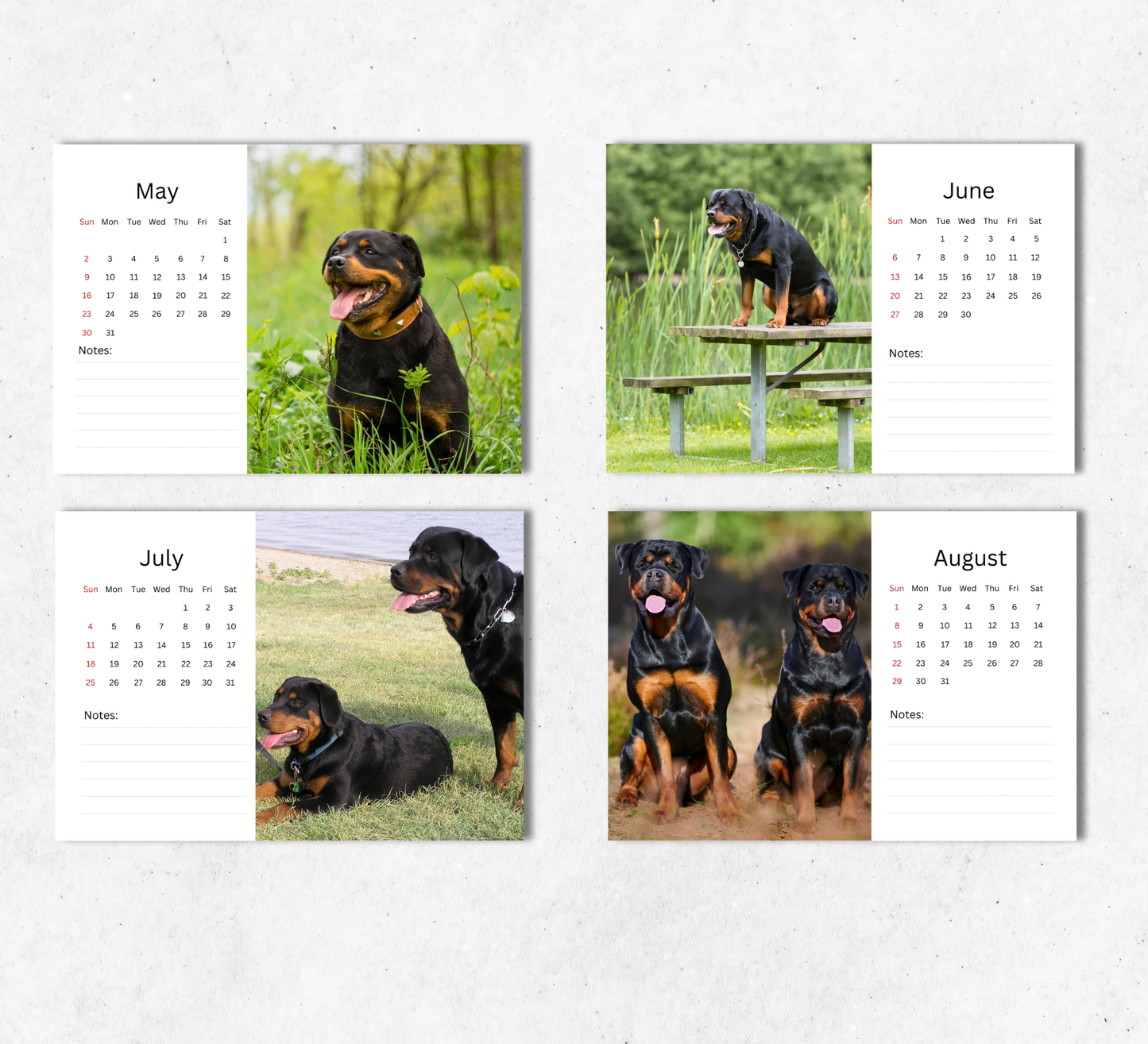 Rottweiler Desk Calendar 2027-2028