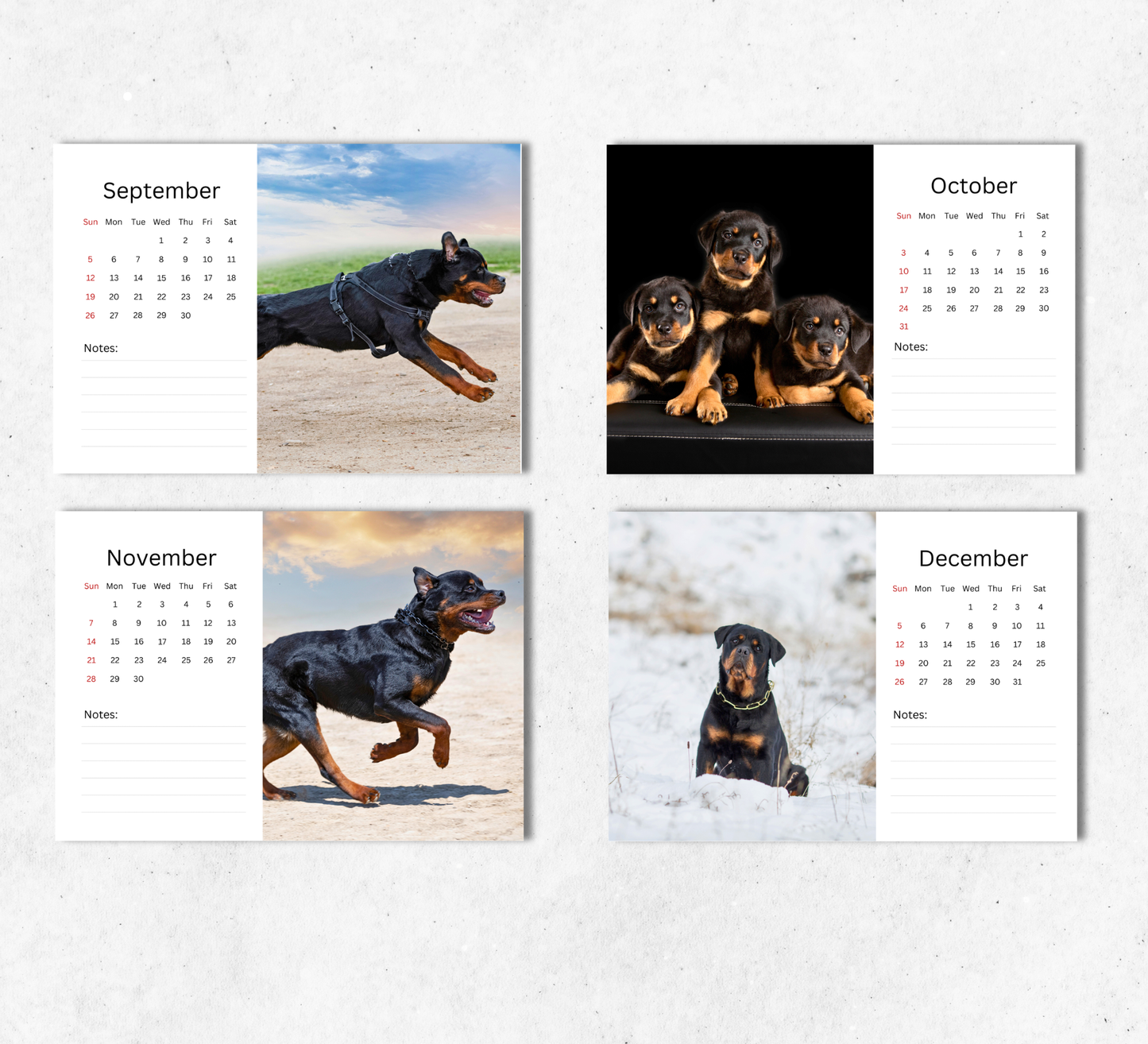 Rottweiler Desk Calendar 2027-2028